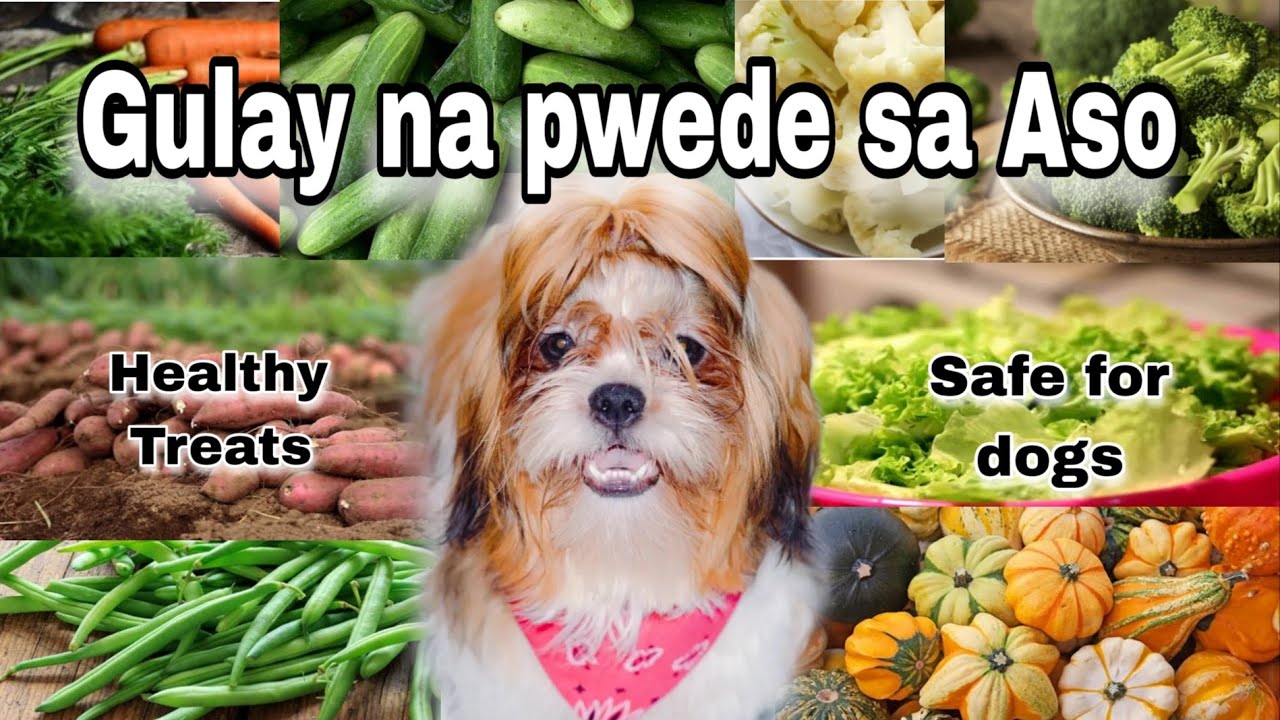 GULAY na pwede sa Aso | Vegetables that are safe for Dogs | FurMom Mitchz