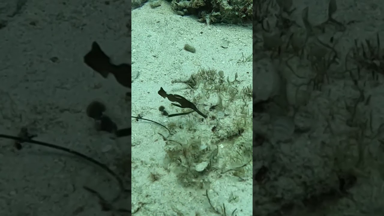 Incredible rare ghost pipefish 
