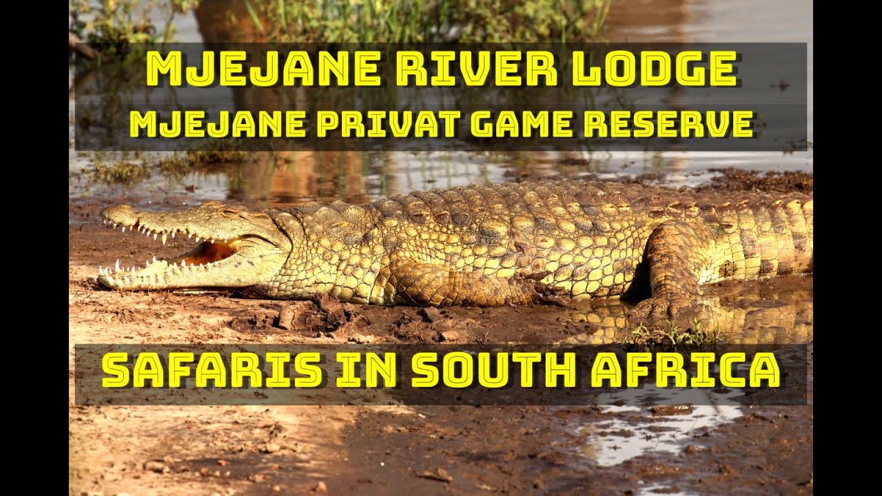 Top Big 5 Safaris in SA - Mjejane Private Game Reserve & Mjejane Rive Lodge close to Krüger Park