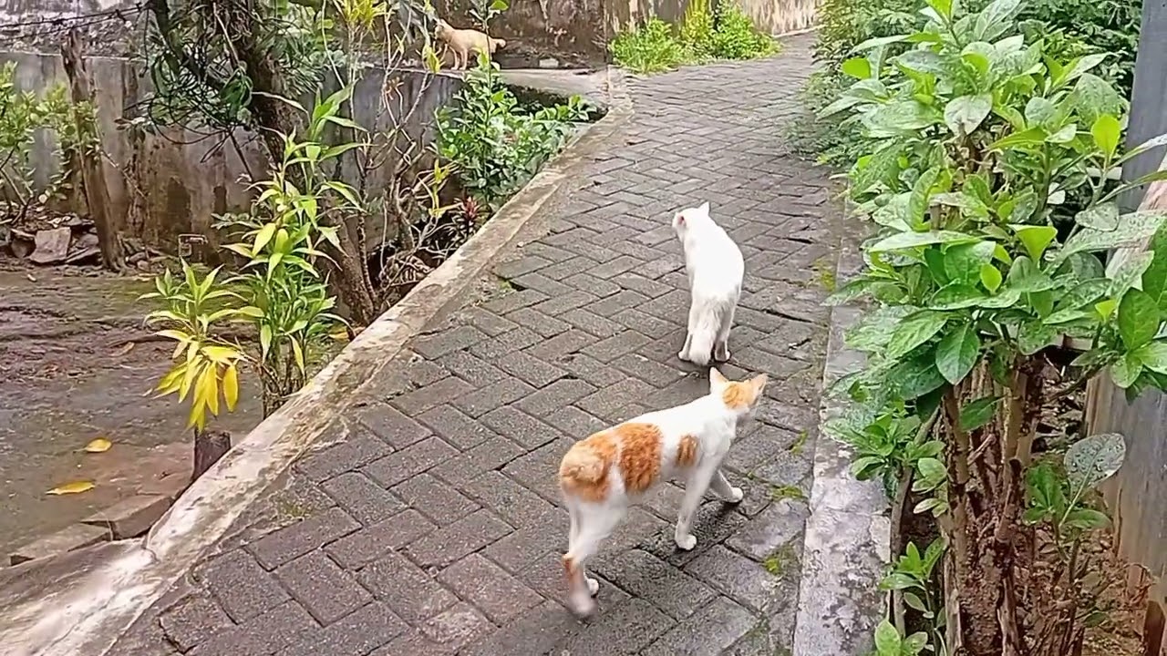 @Dua kucing oyen tetangga mau ikut gabung  bermain bersama kucing lucu