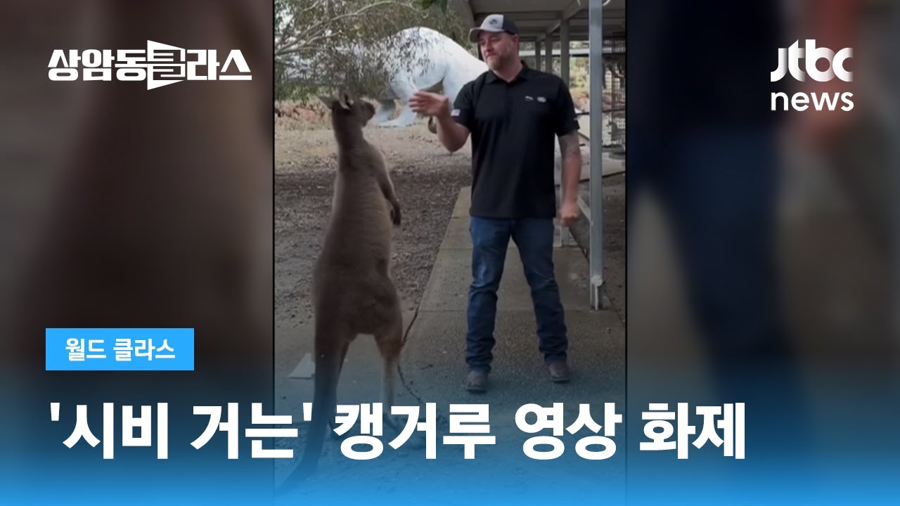 발길질에 주먹질&hellip;'시비 거는' 캥거루 영상 화제 / JTBC 상암동 클라스
