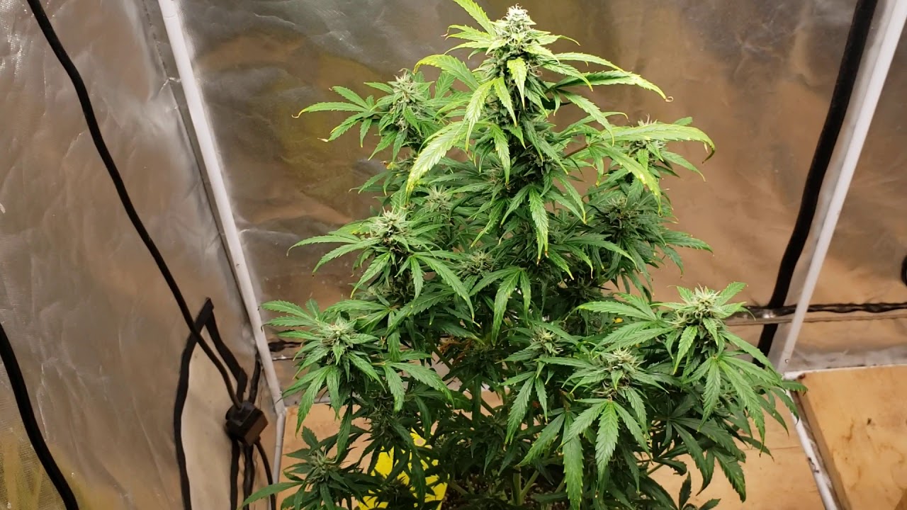Mars Hydro sp 250