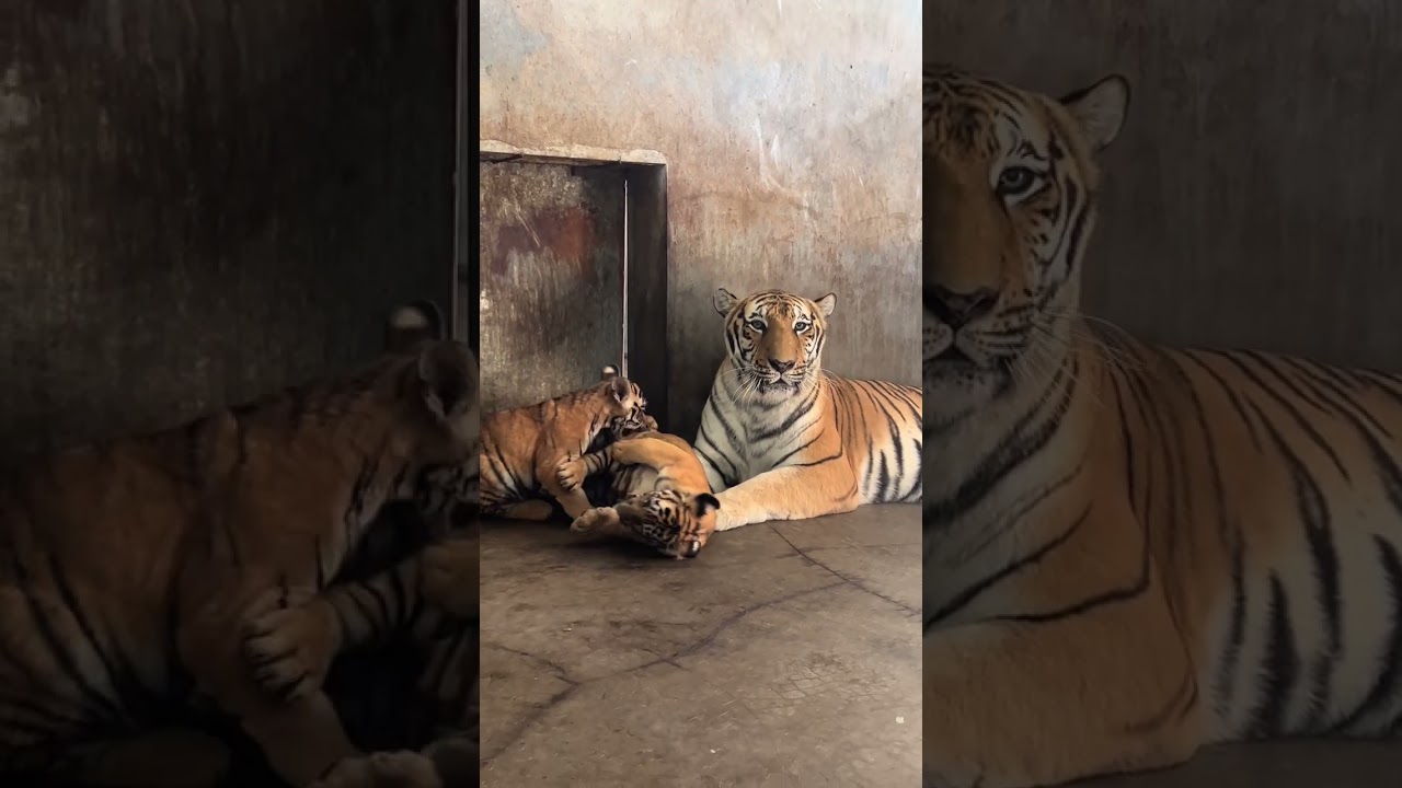 🐯 These little cubs are so annoying!😒😢😢 #adorable #zoo #tiger  #tigercub