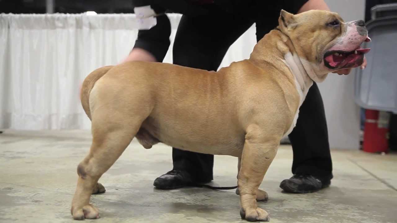 AMERICAN BULLY - CH.MR MAGOO