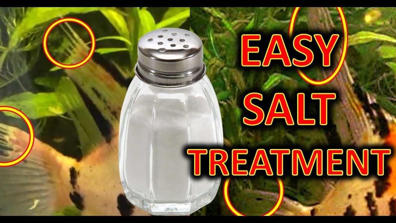 Лечение больных рыб-ангелов солью