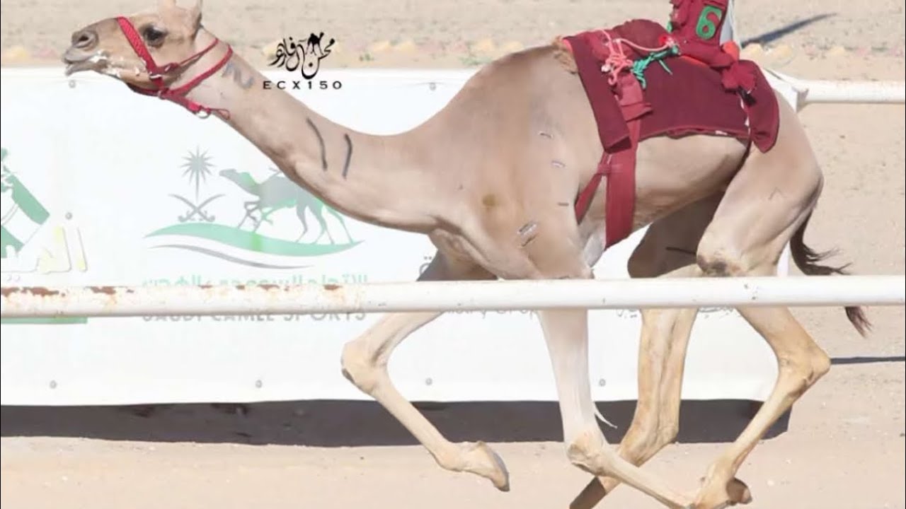 متعبه : مبارك فهيد مبارك رملان المري