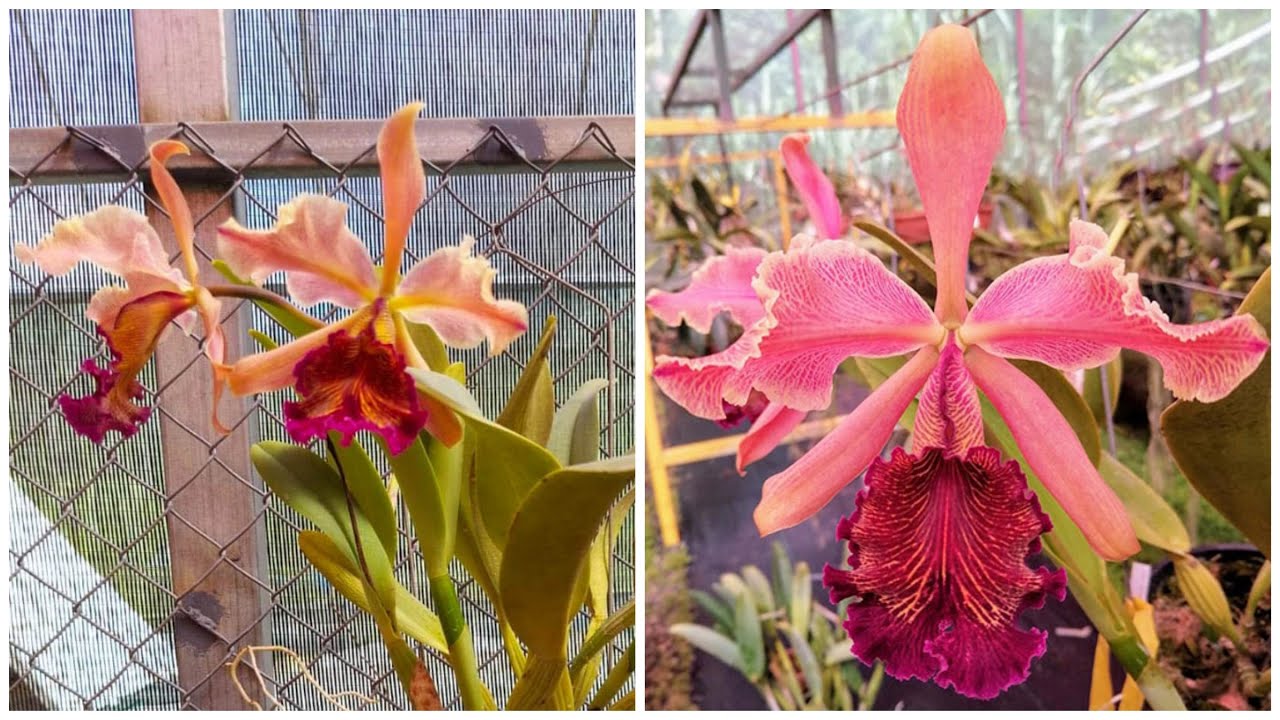 Cattleya dowiana 'Rosita' x self из Коста-Рики, распаковка