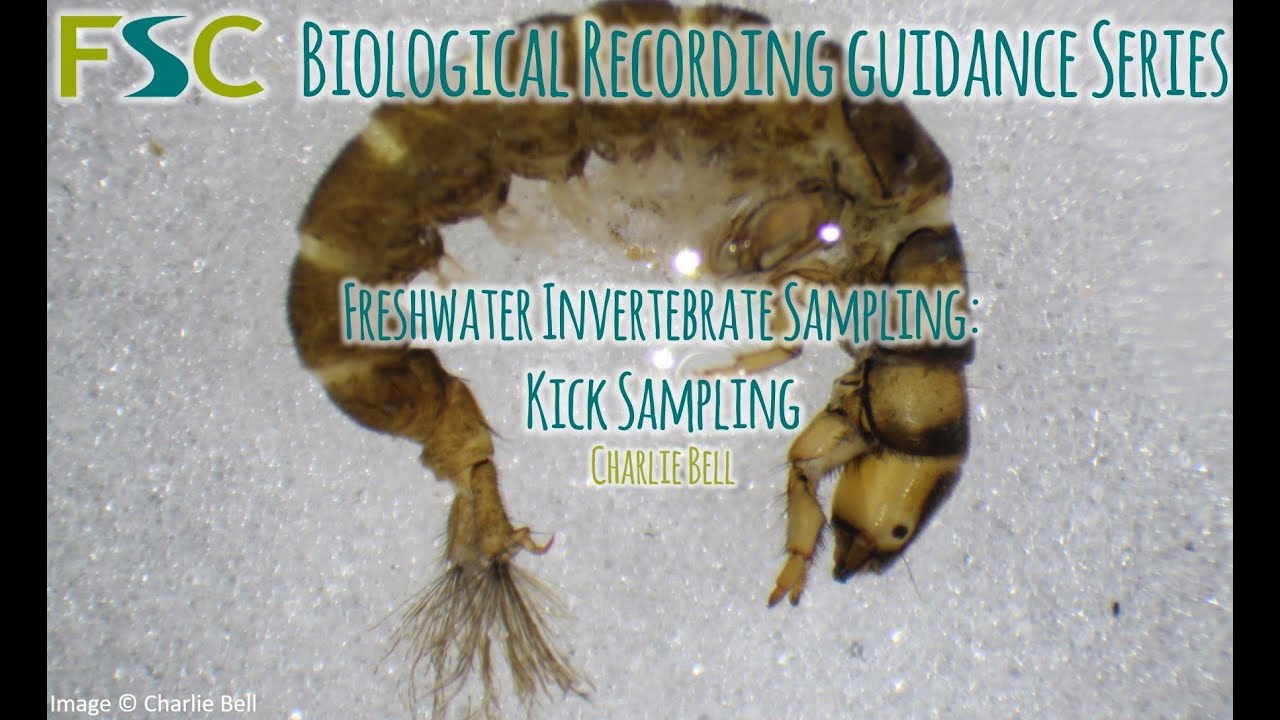 Freshwater Invertebrate Sampling: Kick Sampling