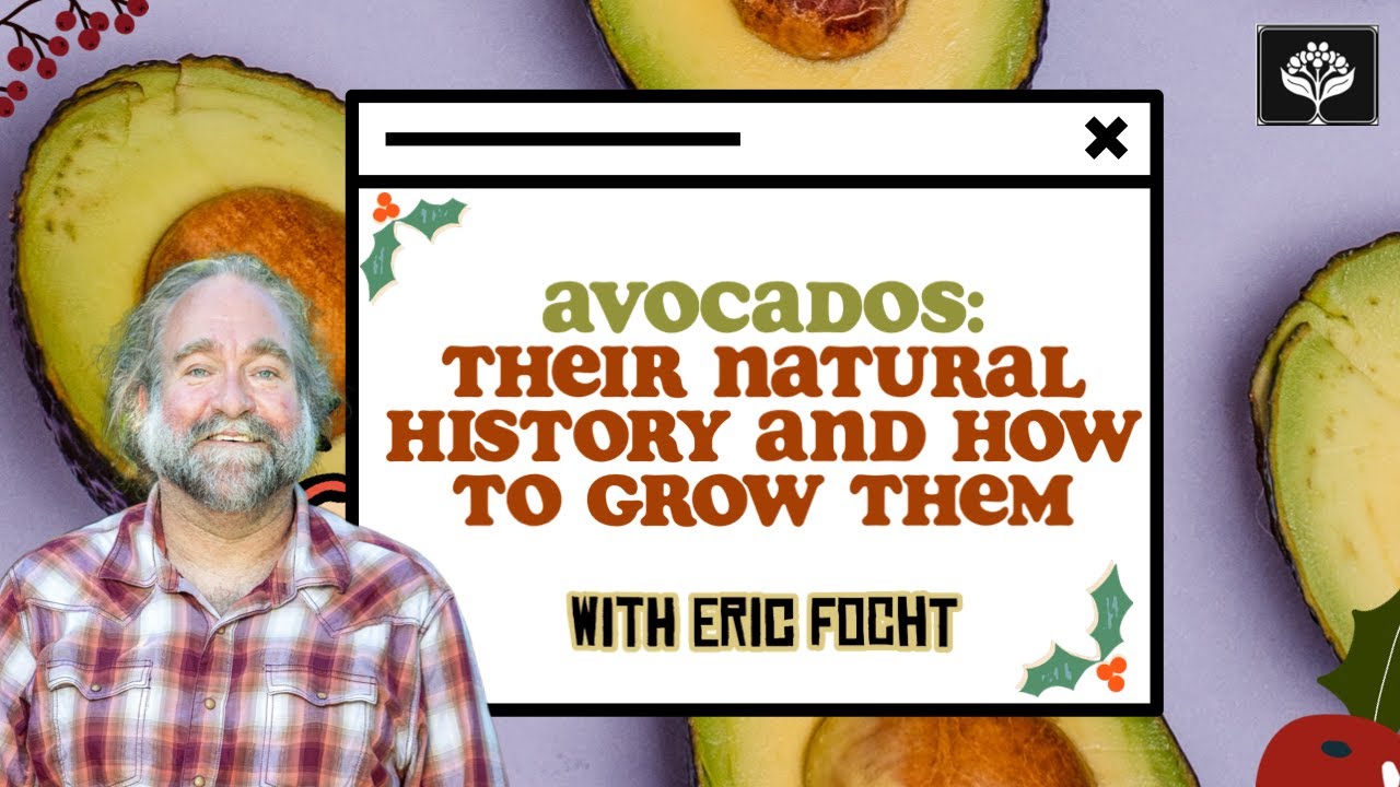 Avocados: Their Natural History and How to Grow Them (in Southern California) with Eric Focht of UCR
