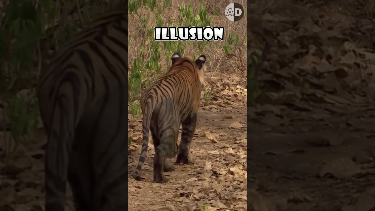Объяснение ложных глаз тигра🐅💡 #животные #дикая природа