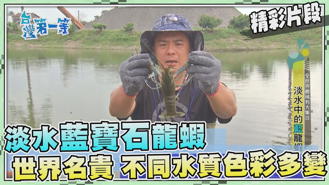台灣第一等【水中藍寶石稀有淡水龍蝦 紅鰲螯蝦金字塔頂端美食】_467集精選版