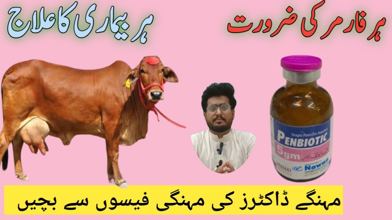 جانوروں میں penbiotic 5 gram inj کا استعمال,ہر بیماری کا علاج