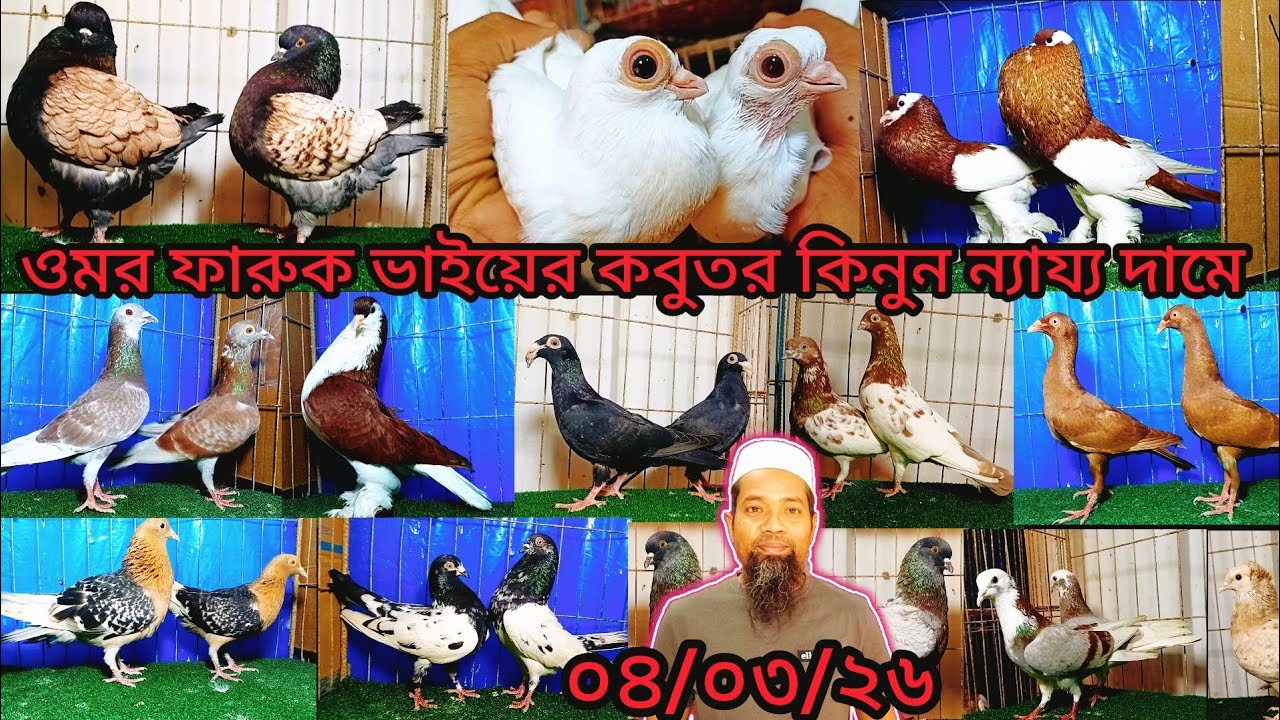 ওমর ফারুক ভাইয়ের কবুতর কিনুন ন্যায্য দামে টপ কোয়ালিটি। pigeon video | কবুতর | fancy pigeon | fancy