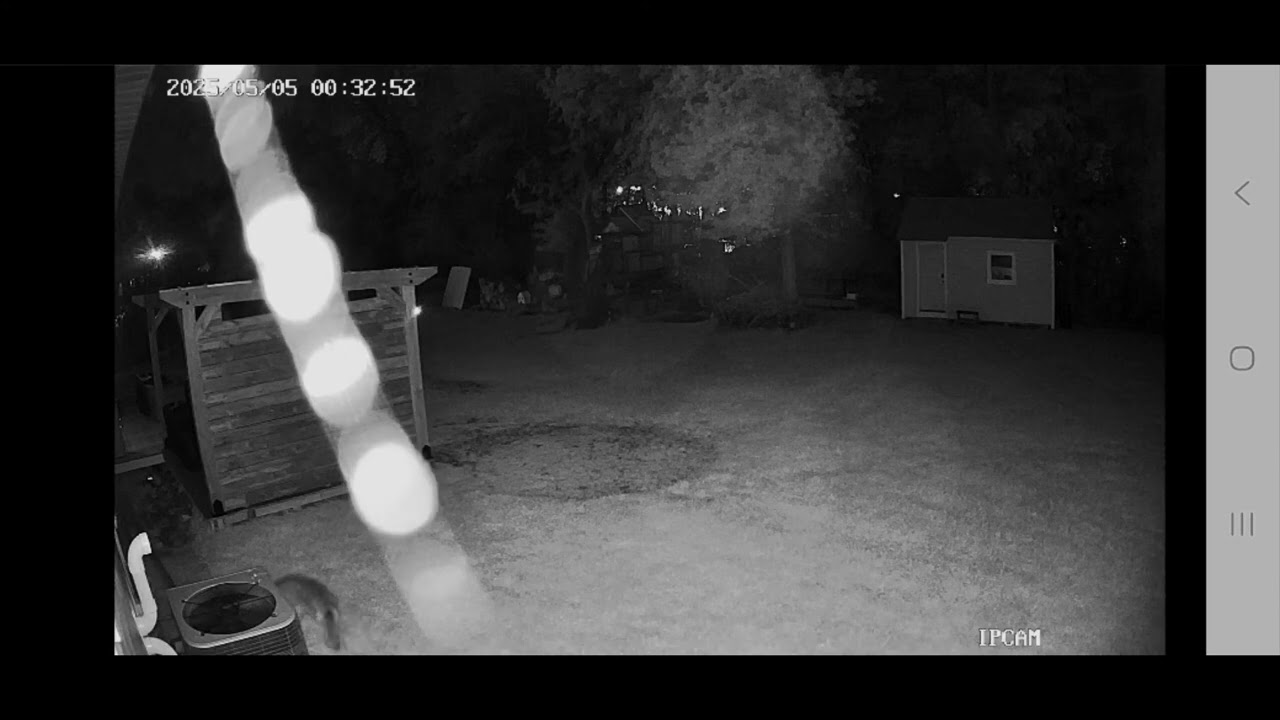Wilderness that visits us at night! 