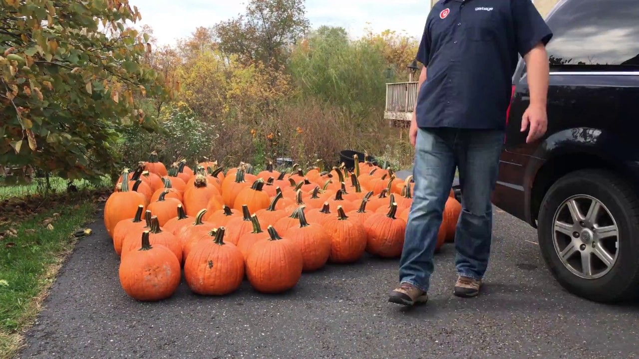 First Pumpkin Unloading Of 2016