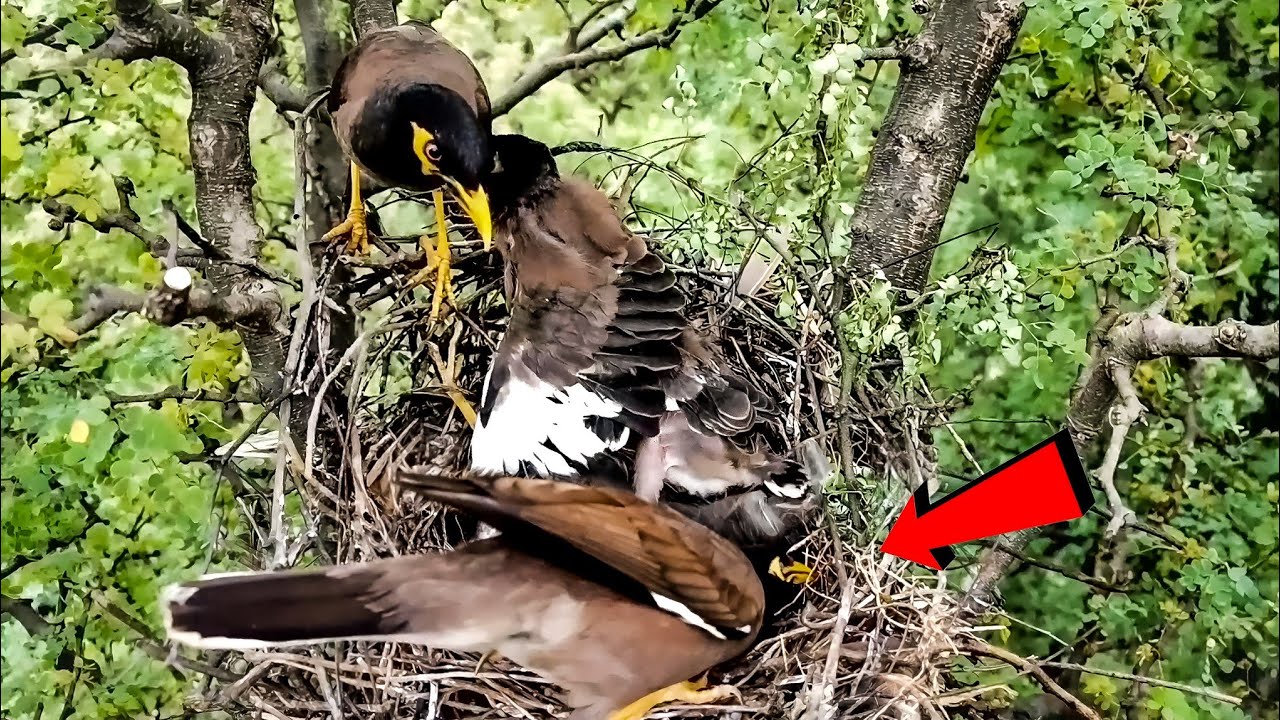 Myna bird checking the nest @AnimalsandBirds107