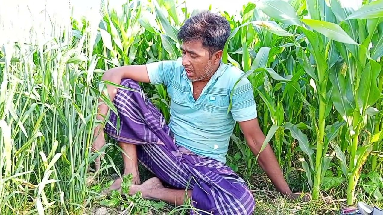 আমি ধন্য হয়েছি ওগো ধন্য বাংলার কৃষ#video #song #bangladesh #farmer 