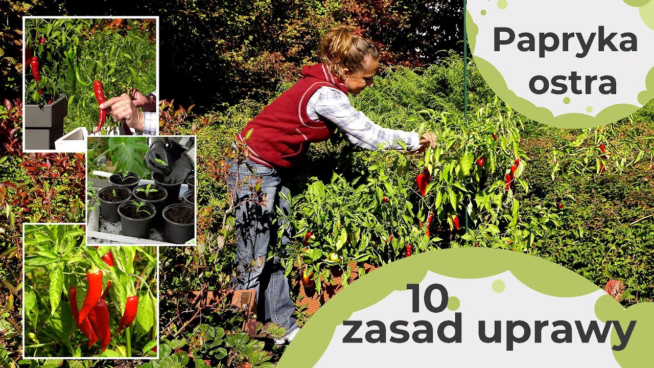 Ostra papryka - 10 zasad uprawy ostrej papryki. Obfite plony papryki, r&oacute;wnież w donicy na balkonie