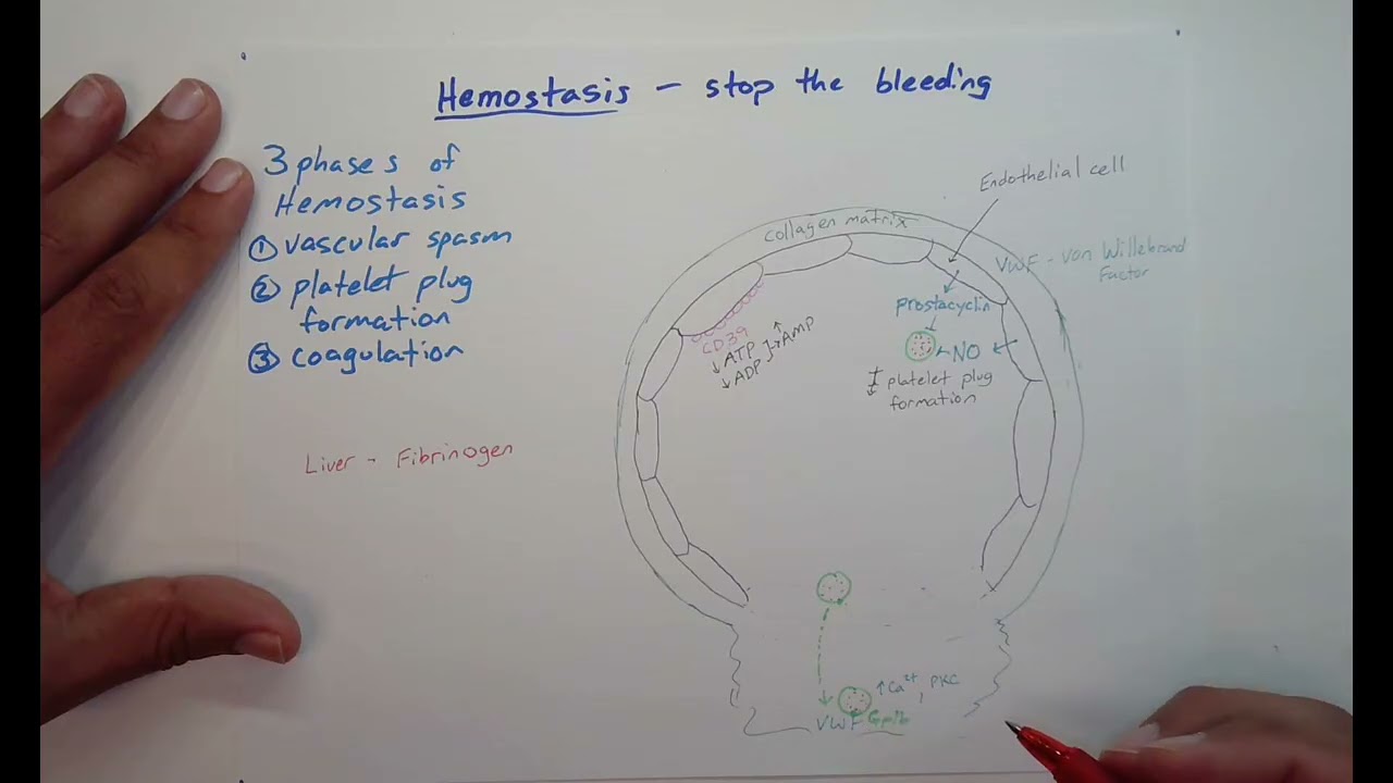 Hemostasis Platelet plug formation