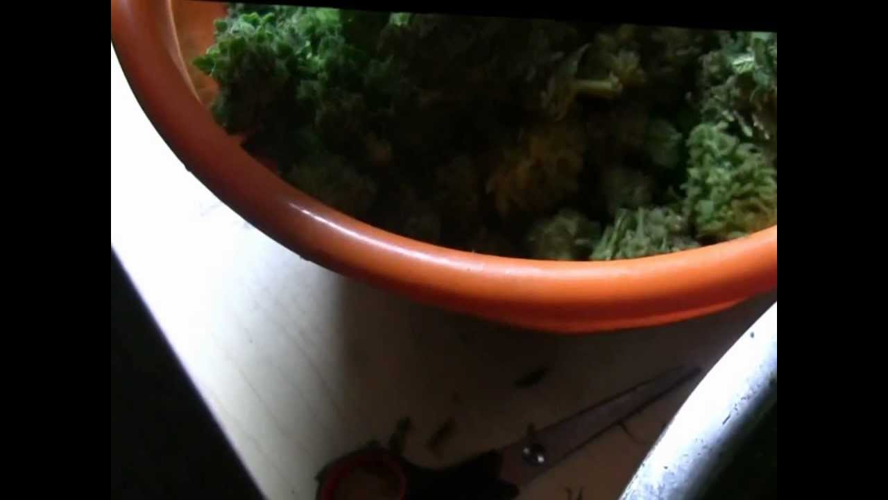 Medical Marijuana Closet Grow: Organic Chocolope Harvest 11/2012 High Def