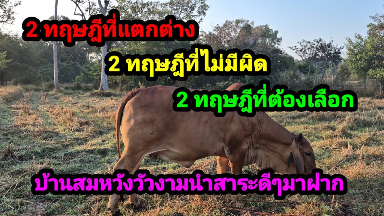 สาระน่ารู้ การเลี้ยงวัว ข้อควรปฏิบัติในการเลี้ยงวัว โบราณพาเลี้ยงวัว หรือเลี้ยงแบบชัวร์ตามทฤษฎีใหม่