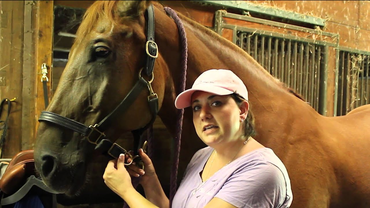 How to Halter and Lead Your Horse