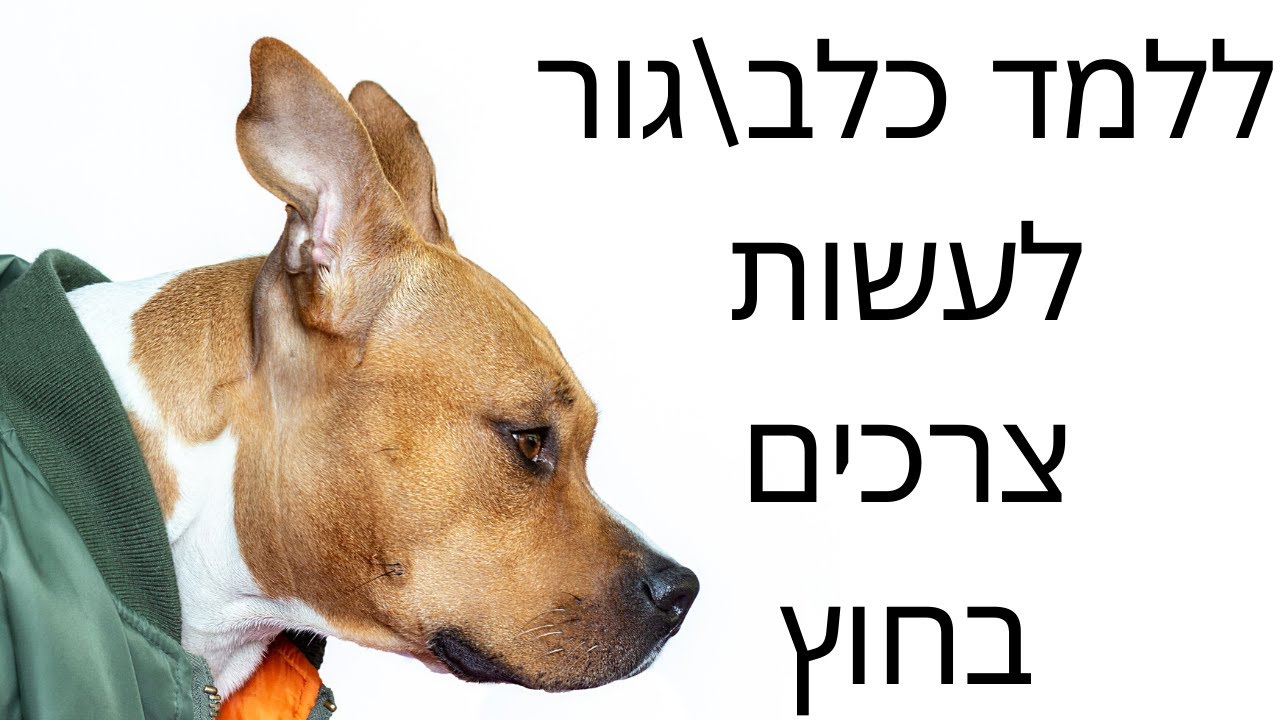 איך ללמד גור לעשות צרכים בחוץ | איך לאלף גור כלבים | ללמד כלב לעשות פיפי בחוץ | טל שלוש מאלף כלבים