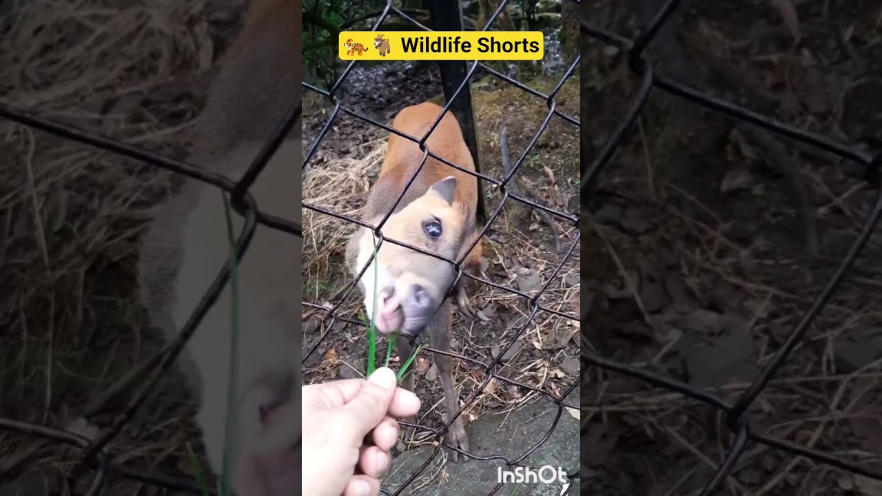 🦁 Bengal Tiger & Goral 🐐 