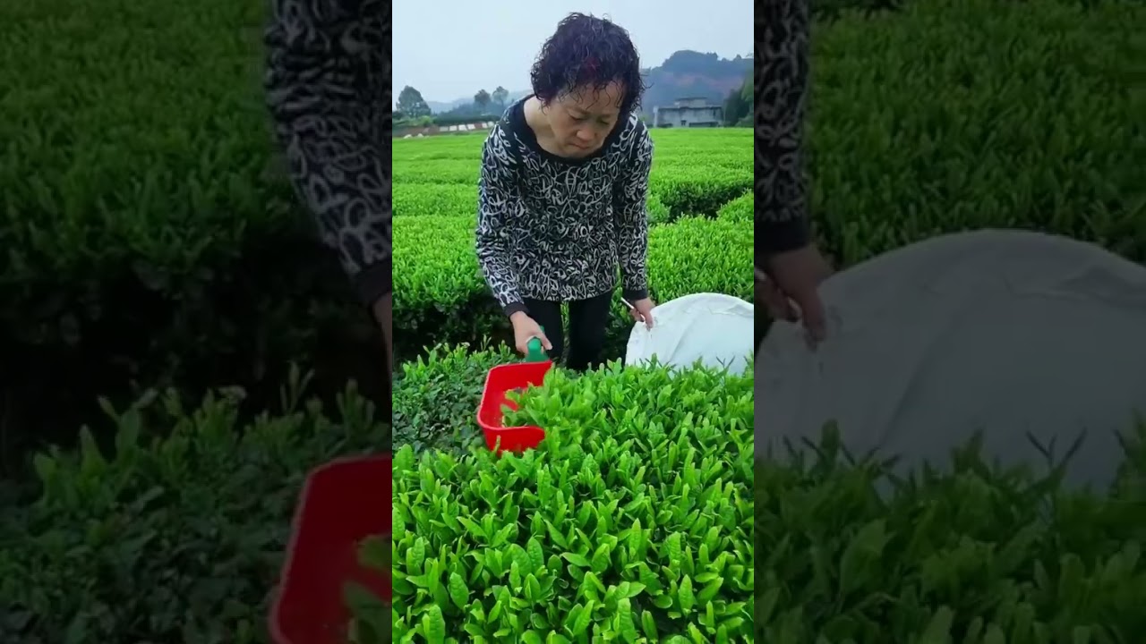 The process of harvesting tea leaves #satisfying #farming #easyfarming