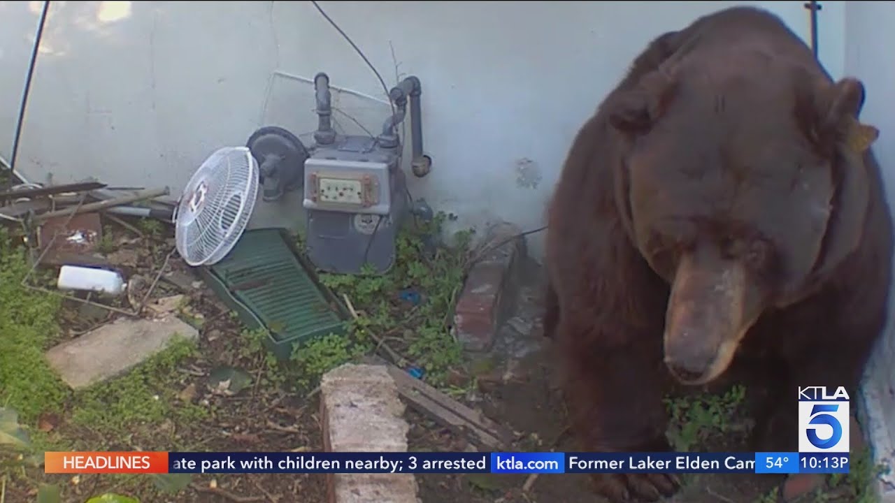 Bear continues living under Altadena man's home | Wild Animals SoCal