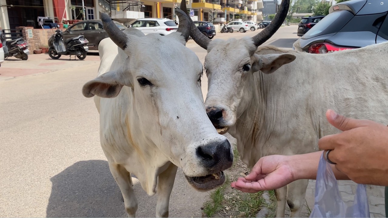 आज फिर गई लाइट ⚡😩 Maggi बनाई और गाय को खिलाई रोटी 🐄❤️ | Daily Vlog 144