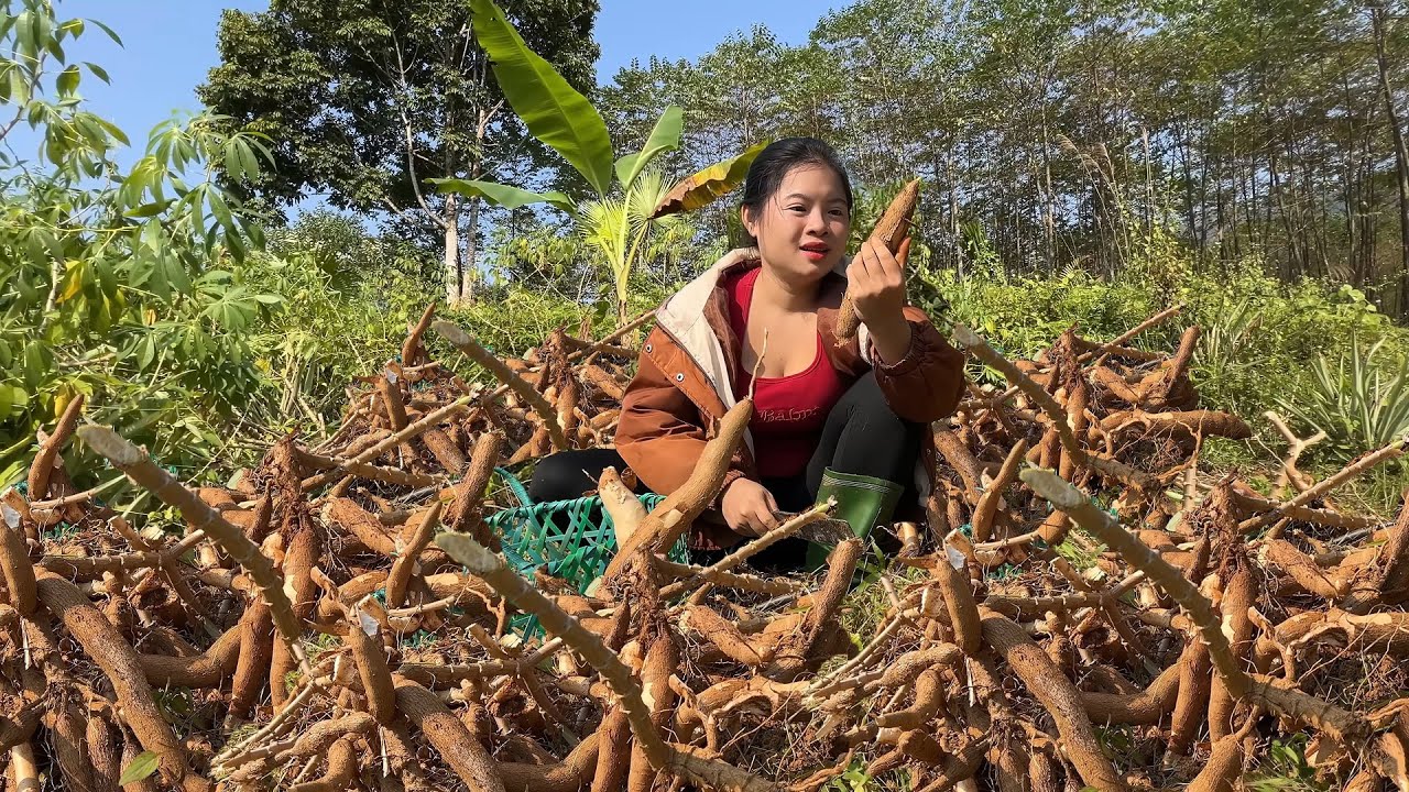 Harvest 500KG of Boiled Cassava to Sell at Market, Buy Wood Cutting Machine