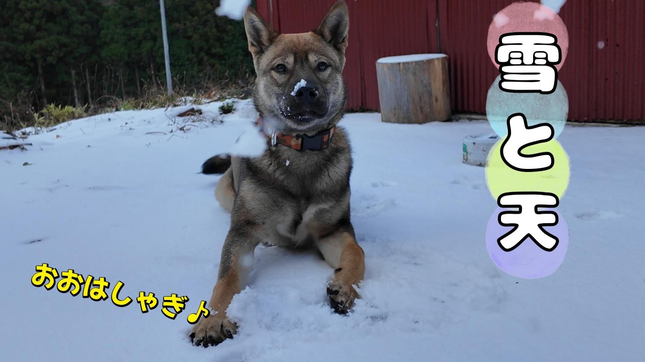 雪と天　＃85　お外で駆けずり回る～♪生後7か月