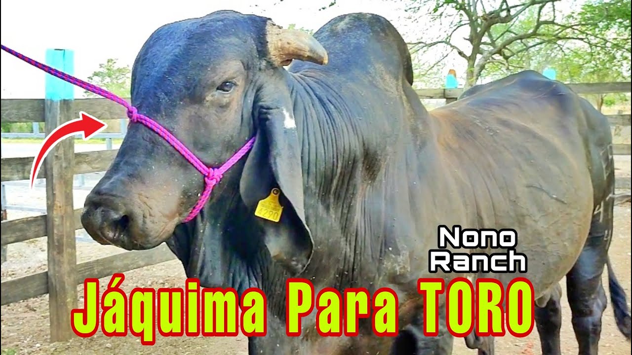 Como Hacer Una JÁQUIMA PARA UN TORO 👈 @NONO RANCH