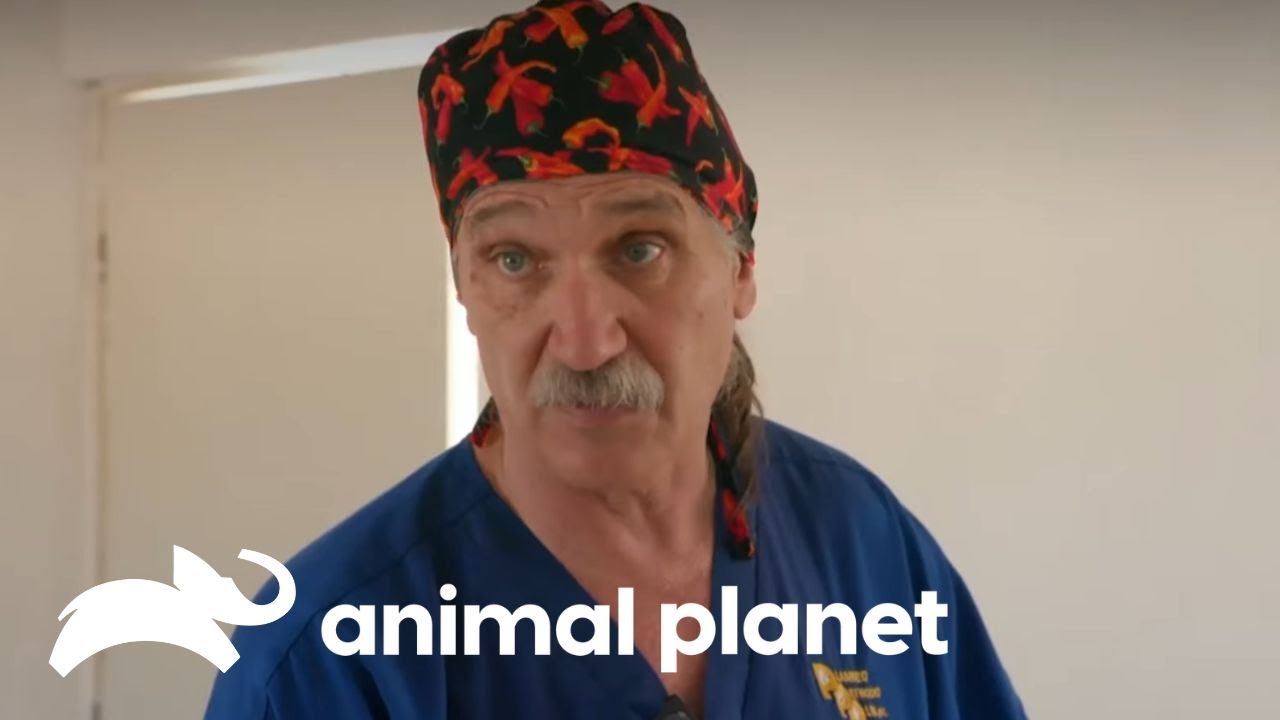 Animales que fueron rescatados cuando más lo necesitaban | Dr. Jeff, Veterinario | Animal Planet