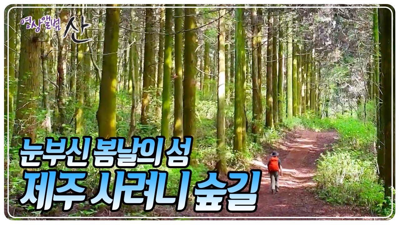 녹음과 바다가 어우러진 봄날의 제주, 제주의 원시림을 간직한 사려니 숲길로 더 깊이 들어간다 [영상앨범 산] KBS 250525 방송