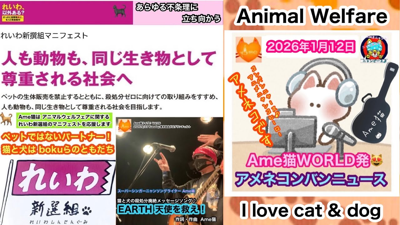 🐈‍⬛ 猫が好きな #山本太郎 さんと 牛を護った #ガンジー さん❤️ #アニマルウェルフェア に共通点が◎非暴力 不服従…1番大切なこととは すべての暴力排除だ！❤️