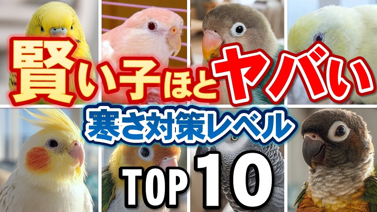 知らないと危険！実は寒さに極端に弱いインコ１０選との正しい接し方