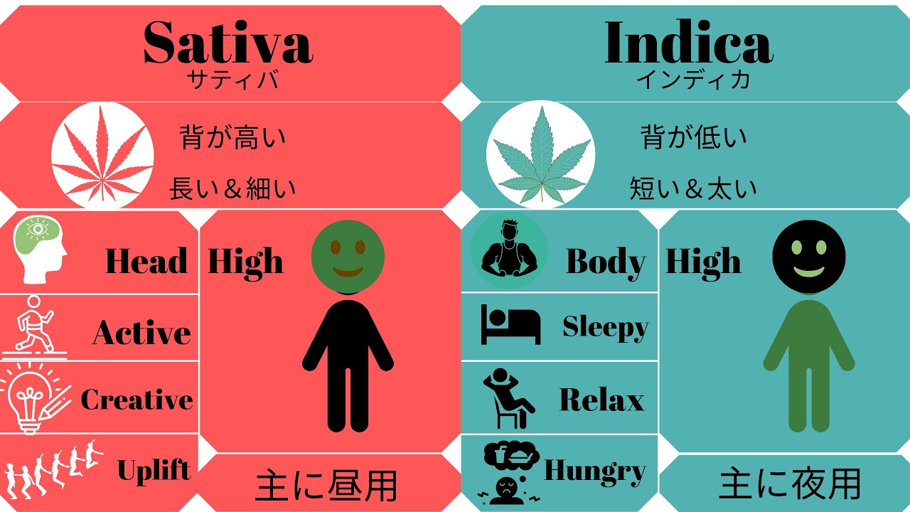 #57話　 サティバとインディカの違いについて！