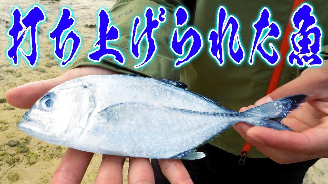 【真似厳禁】今季最強寒波襲来！仮死状態の魚を拾って食べてみる！！