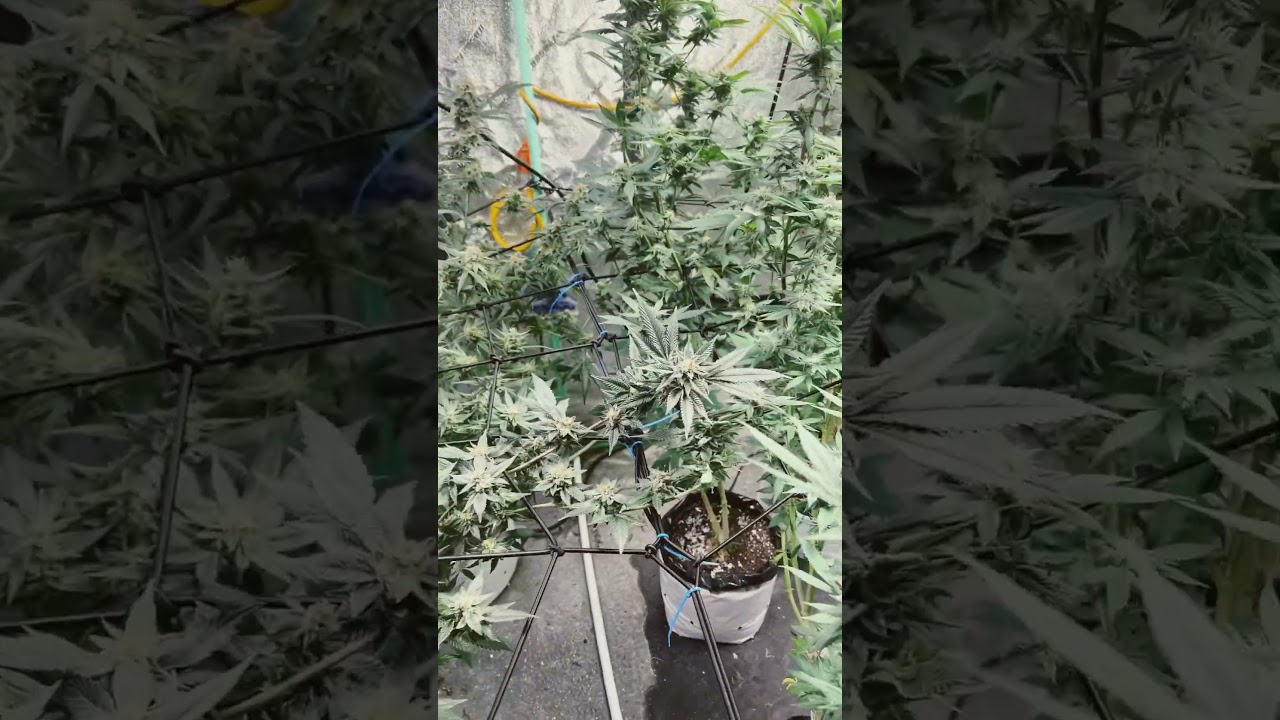 Purple punch s1 and black banana chem and cake n chem #growing #420 #cannabiseducation #gardening