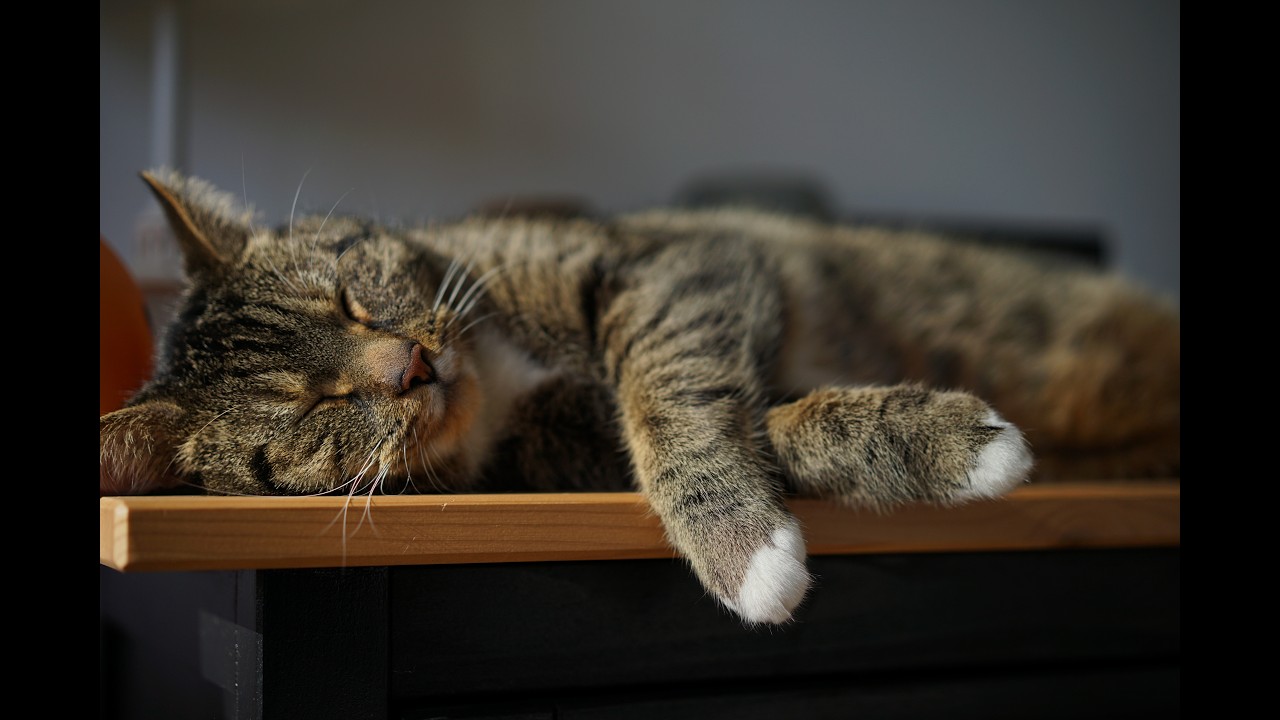 Nap King!