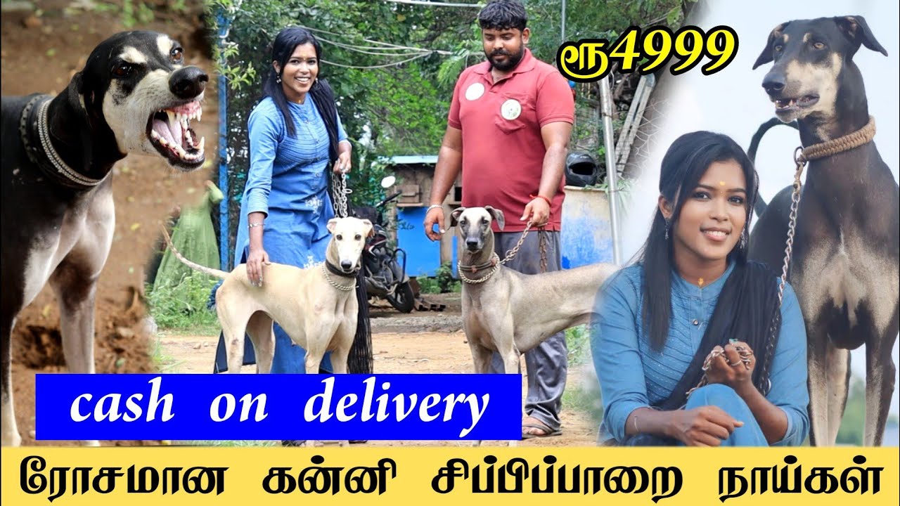கன்னி சிப்பிப்பாறை நாய்கள்.. puppies for sale / kanni dogs sales / low prize dogs / kanni dogs prize