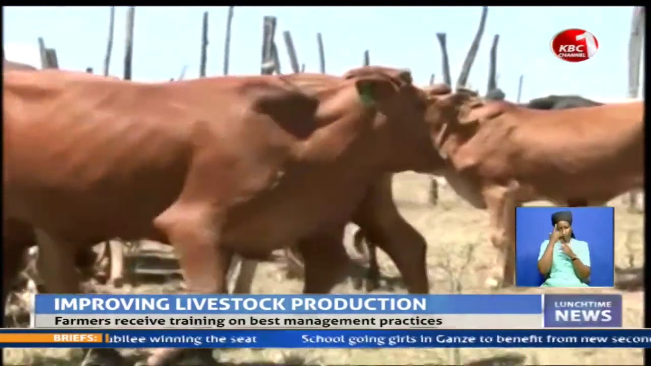 Beef farmers in Samburu move from traditional cattle keeping practices to improved breeds