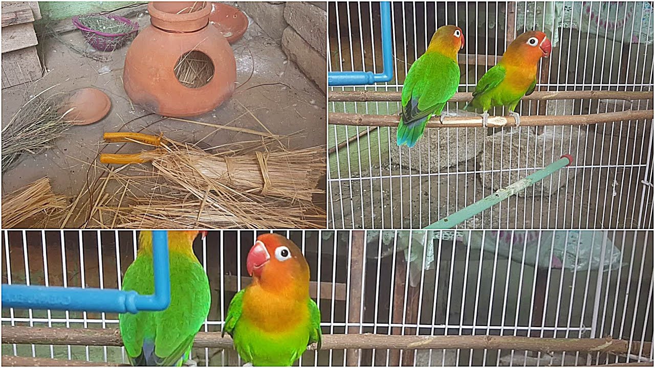 Love Birds New Entry in My Small Aviary || Love birds