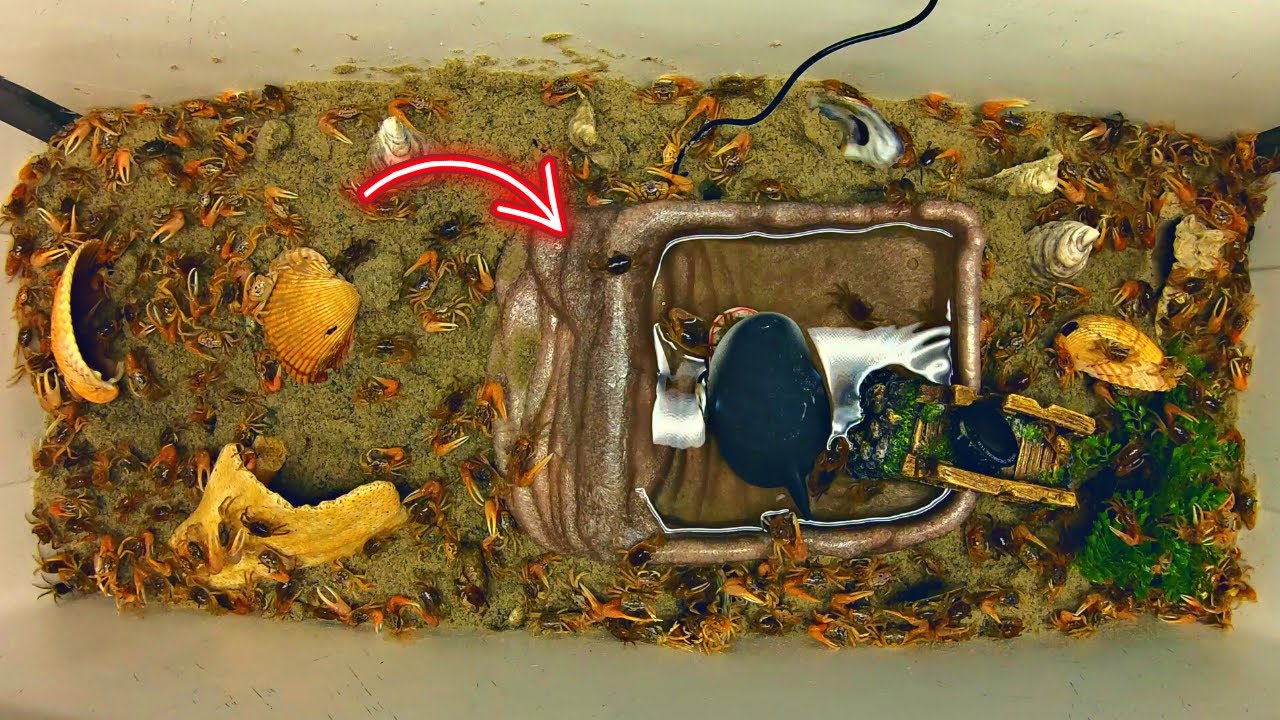 FIDDLER FARM! How To Build! FIDDLER CRAB HABITAT!