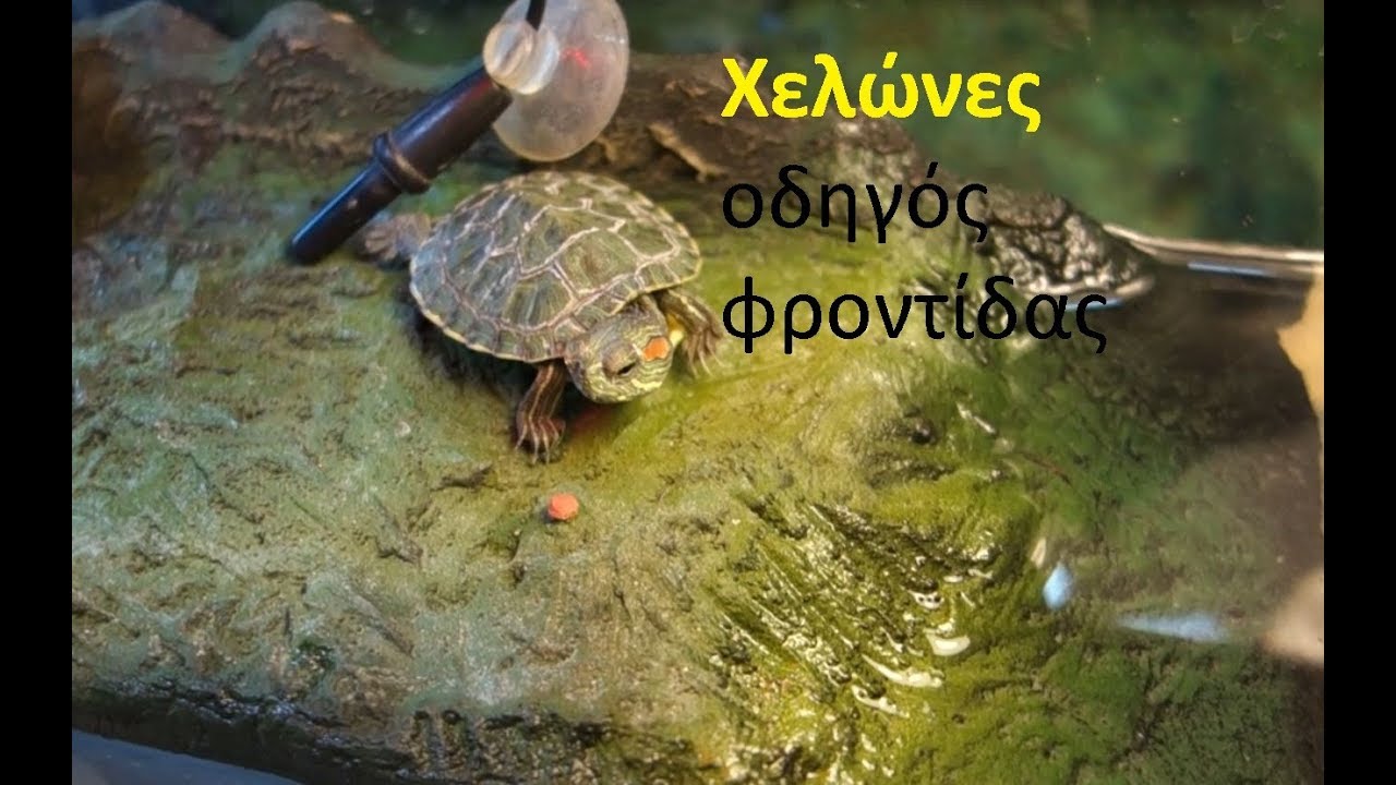 Χελώνες οδηγός φροντίδας| Feeders Stories ep 19