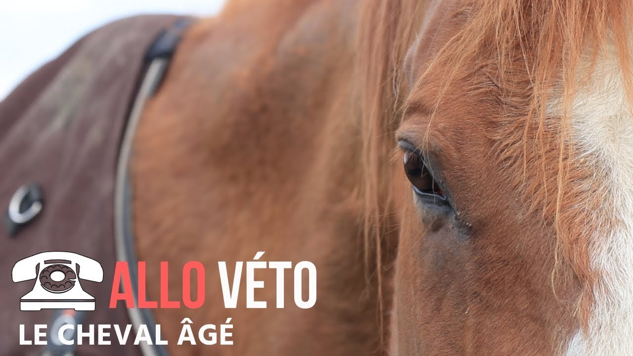 [ALLO VÉTO] : Le vieux cheval 🐴👴