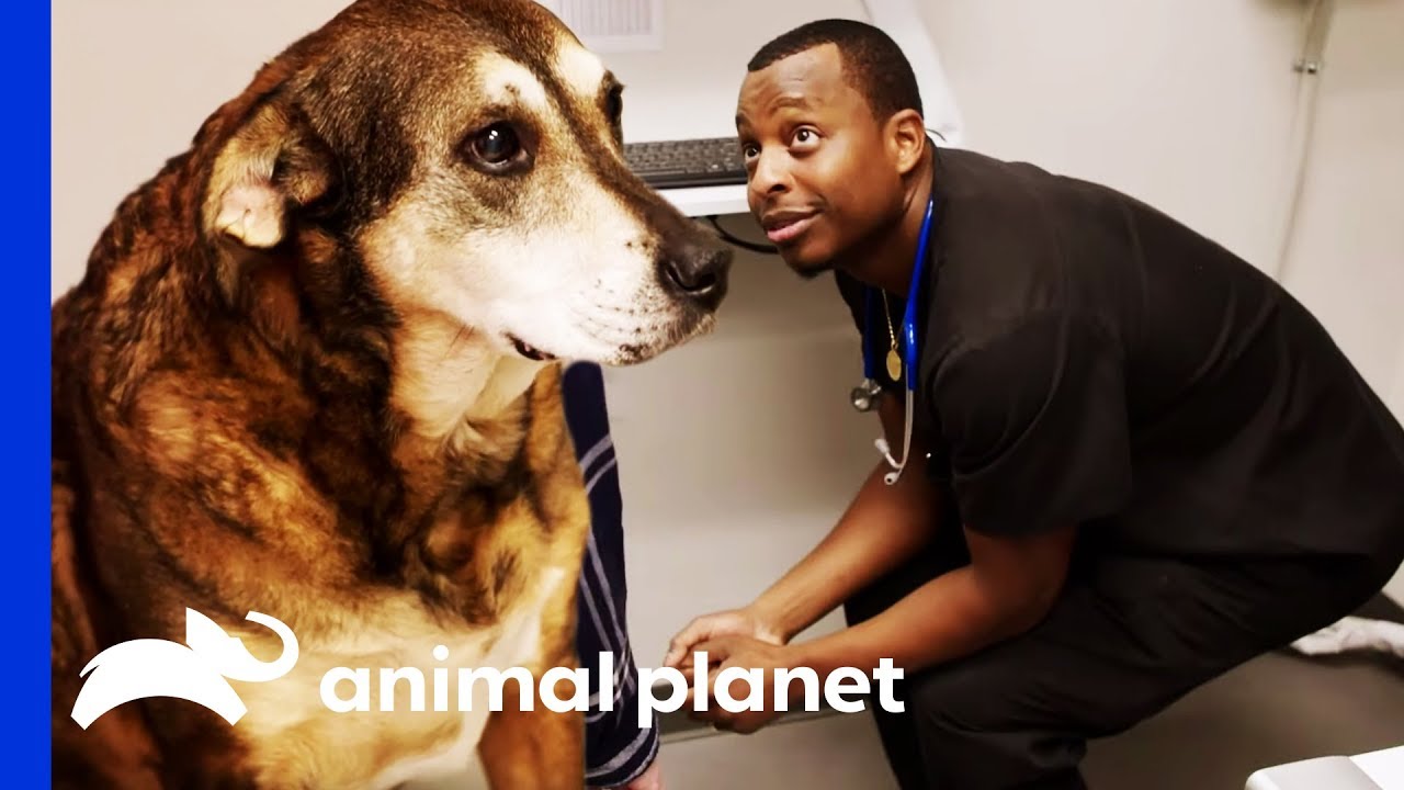 This Poor Dog Can’t Defecate | The Vet Life