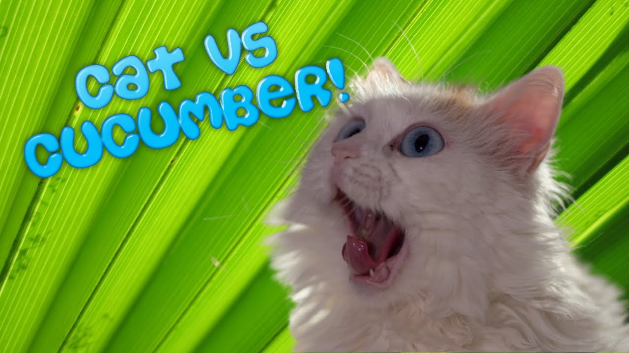 🙀 CAT Vs 🥒 CUCUMBER Try Not To 😂 LAUGH Impossible!!